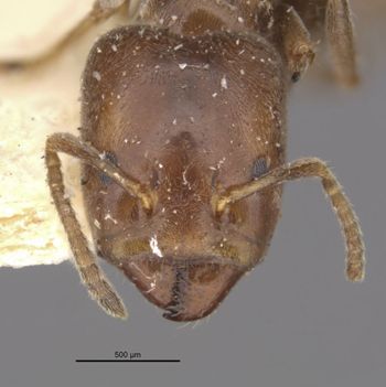 Media type: image;   Entomology 21327 Aspect: head frontal view